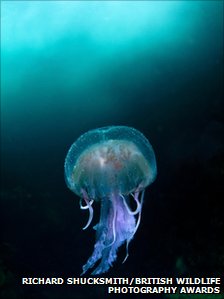 Shucksmith_jellyfish